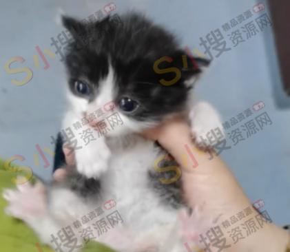 我的一个AI音乐作品：我有一只流浪猫